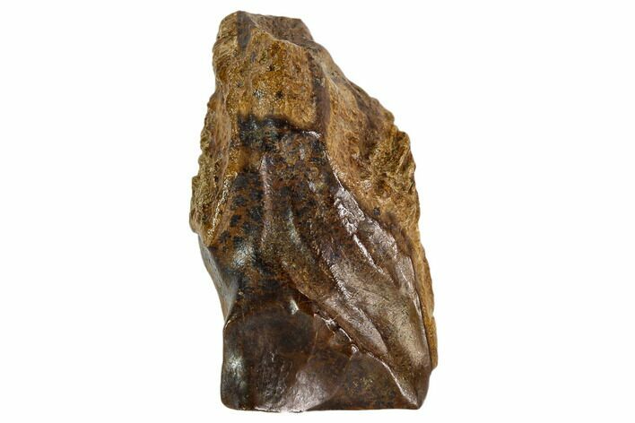 Triceratops Shed Tooth - Montana #109077
